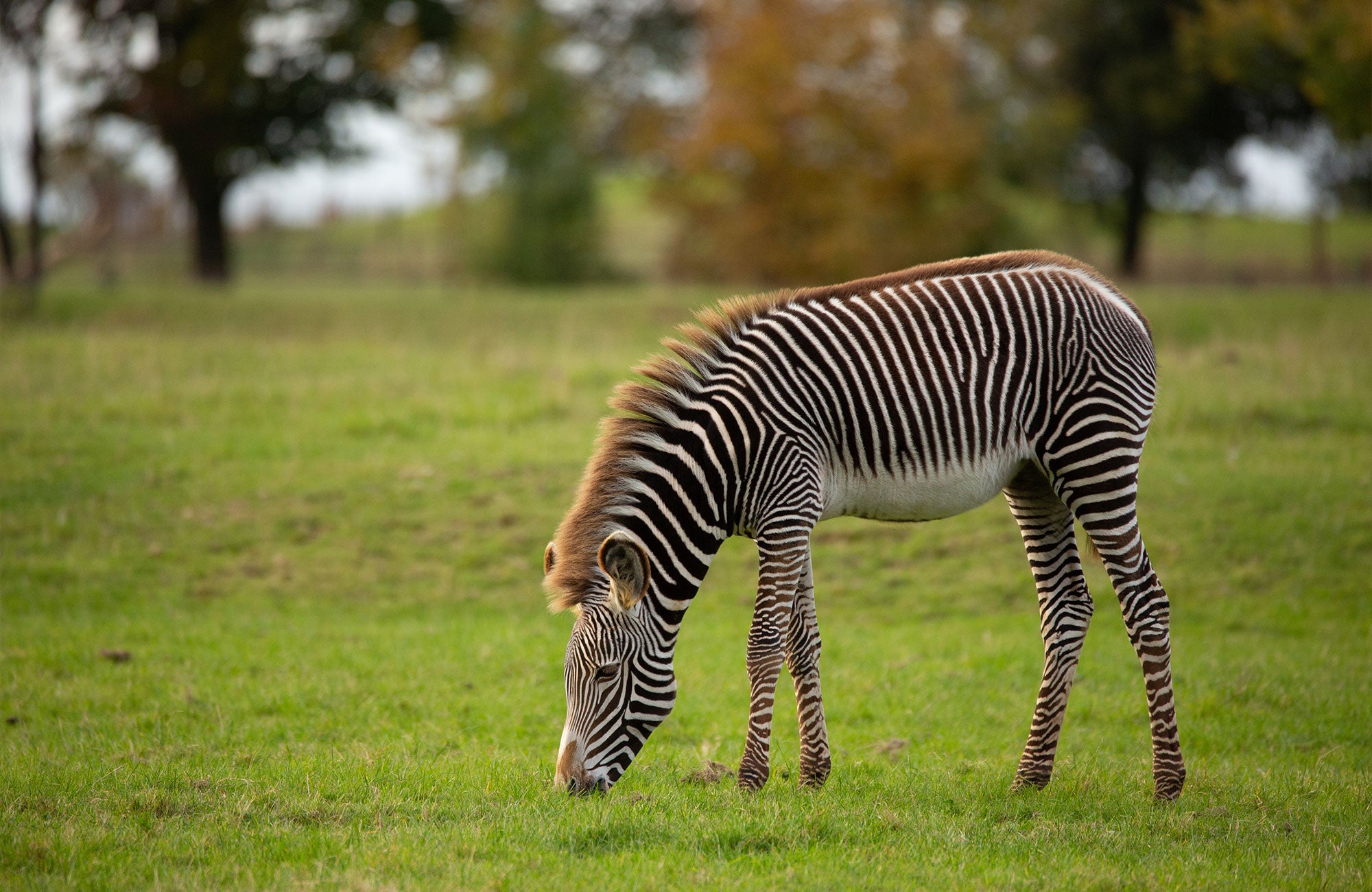 How did the zebra get its stripes? And other zebra facts and