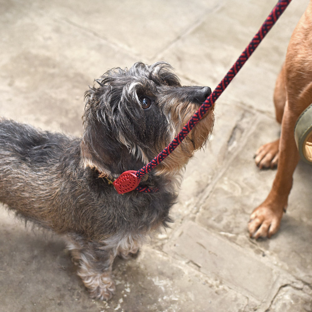 Rope leads best sale for small dogs