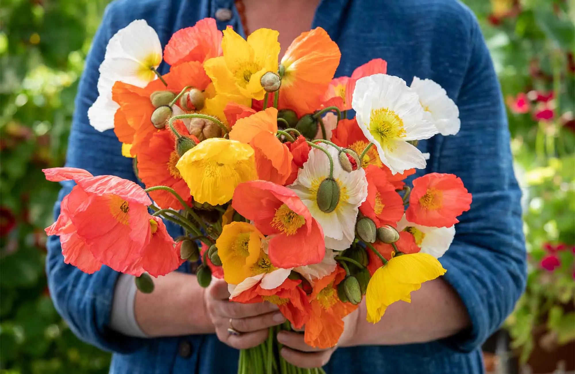 Sarah Raven’s Guide to Poppies