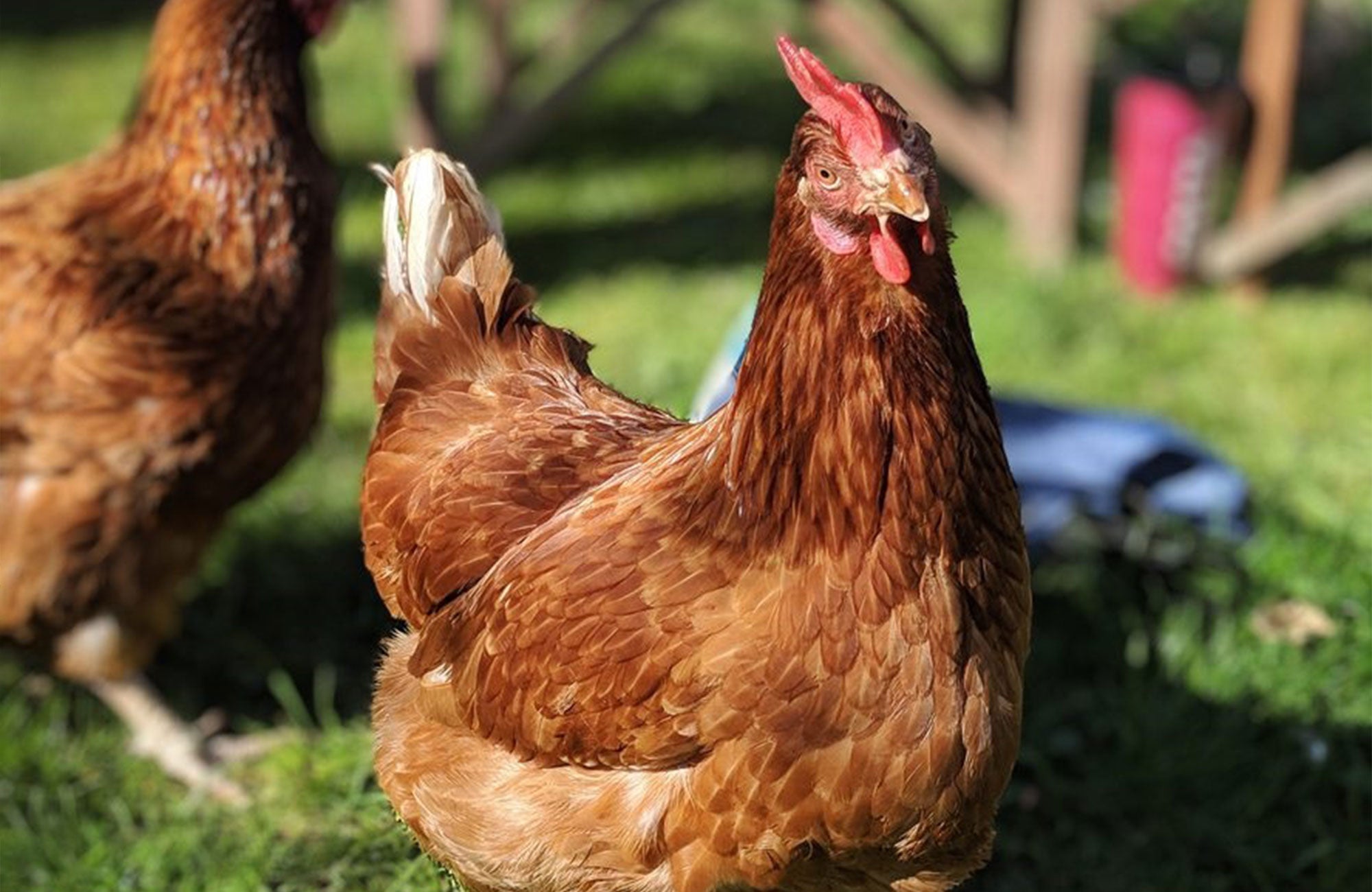 A beginner's guide to adopting hens