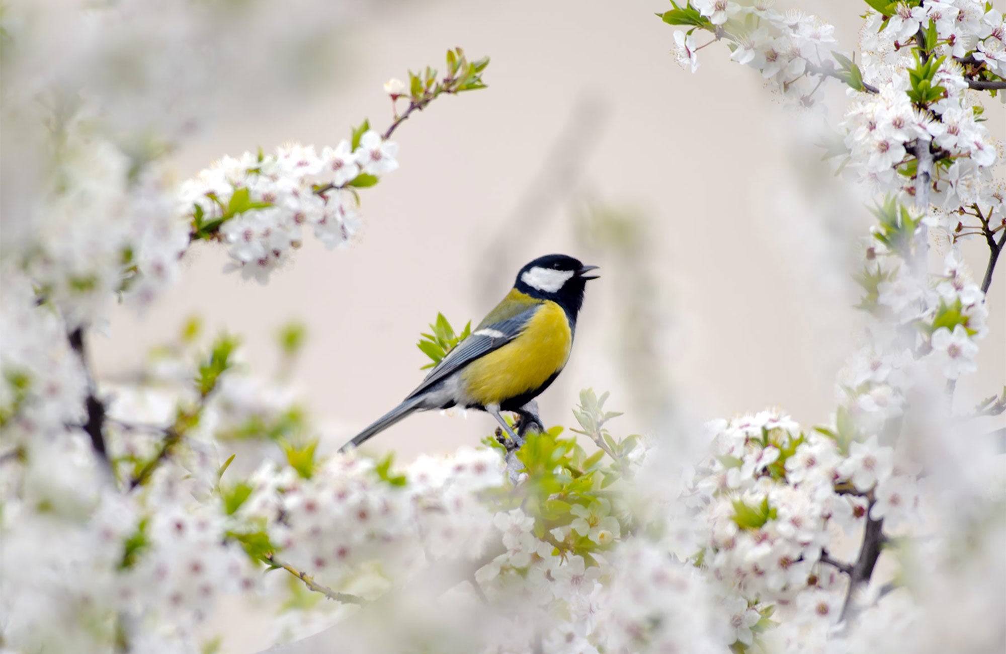 The Dawn Chorus: A Complete Guide