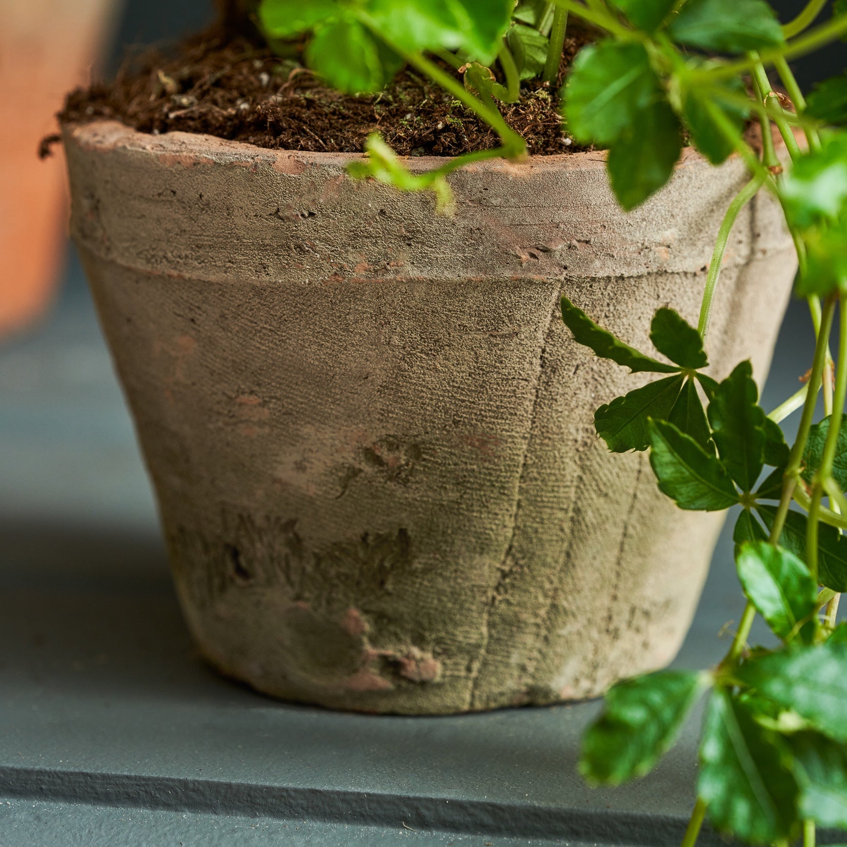 Aged Terracotta Pot by Sophie Allport