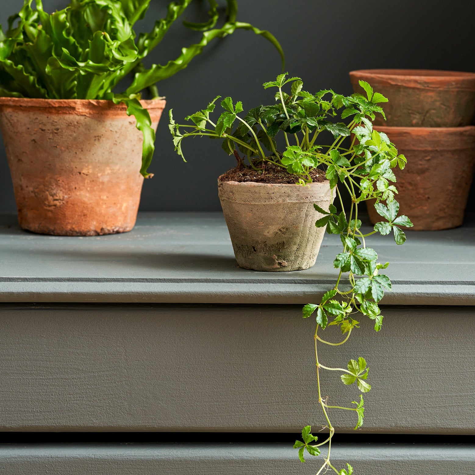 Aged Terracotta Pot by Sophie Allport