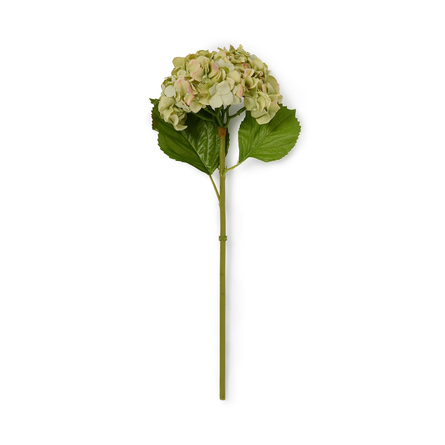 Faux dried green hydrangea by Sophie Allport front