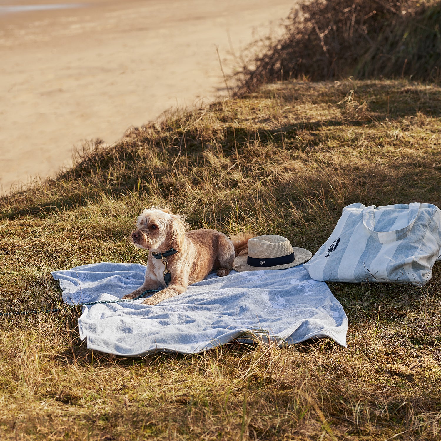 Blue lobster print bathroom towels by Sophie Allport beach picnic with dog